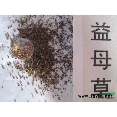 基地金葉梔子花 金邊梔子花 花葉梔子 量大價優