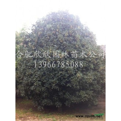 安徽樸樹(shù)、叢生樸樹(shù)價(jià)格、移栽樸樹(shù)、五桿叢生樸樹(shù)