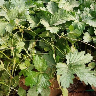 廠家直銷仿真植物雕塑綠雕草雕仿真綠植雕塑花朵造型立體花壇