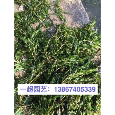 紅花酢漿草 酢漿草批發 紅花酢漿草價格