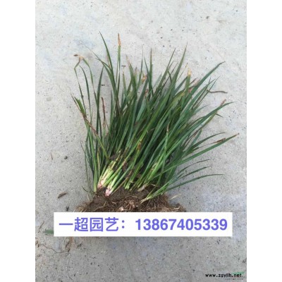 菹草 菹草產地直銷 菹草價格