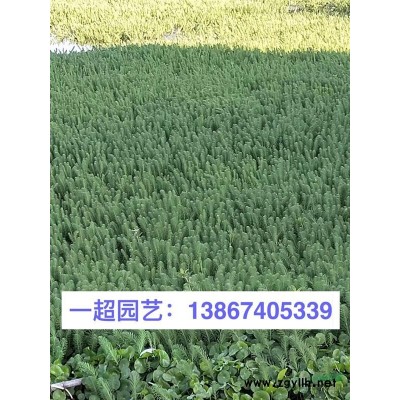 金葉女貞球 精品金葉女貞球基地批發