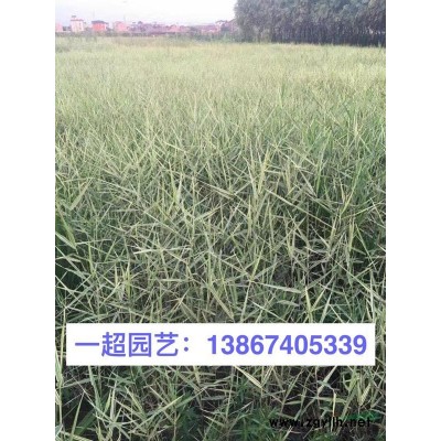 再力花，再力花，供應水生植物再力花，再力花價格