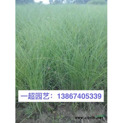 玉簪，青葉玉簪，花葉玉簪，金邊玉簪品種規格*