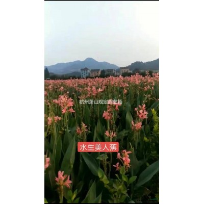 小葉扶芳藤地苗：青葉長春滕：花葉曼長春地苗：小杯苗