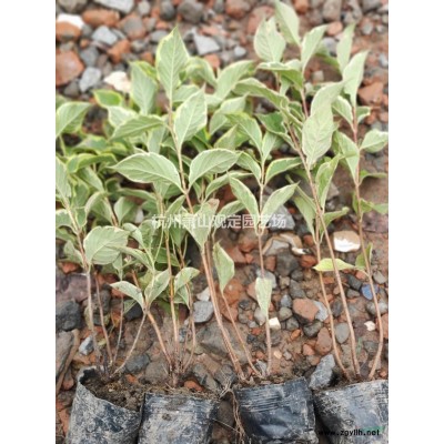 紅葉石楠球p1,2m--p2m冠精品