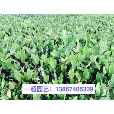 紅果金絲桃