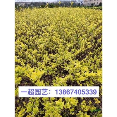 旱傘草 旱傘草價格 風車草批發