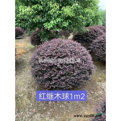 銀姬水蠟球p1,2m---1,5m---1,8m冠
