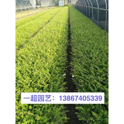 浙江美人蕉基地直銷/彩虹美人蕉 精品彩虹美人蕉大量出售