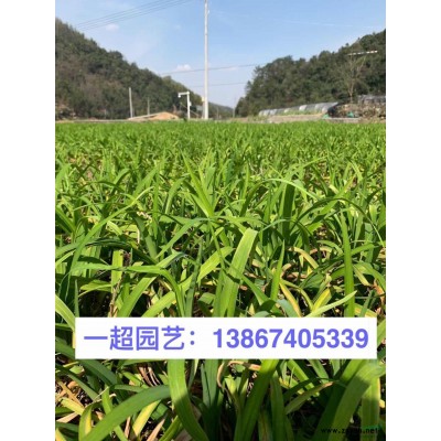木繡球 木本繡球基地 木繡球價格