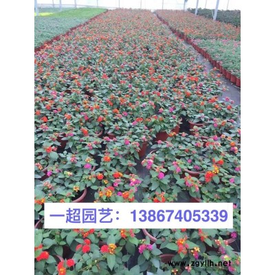 活血丹 青葉活血丹 活血丹價格