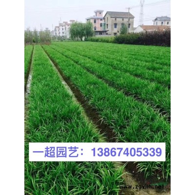 西伯利亞鳶尾，精品西伯利亞鳶尾批發