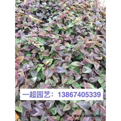 千屈菜 紅花千屈菜 白花千屈菜 千屈菜價格