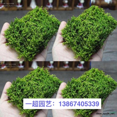 地榆、胎生狗脊、益母草、圓蓋陰石蕨、莢果蕨、拉布拉多堇菜