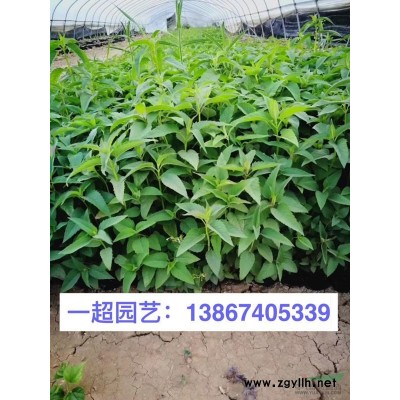 浙江基地直銷萼距花，精品萼距花批發，萼距花價格