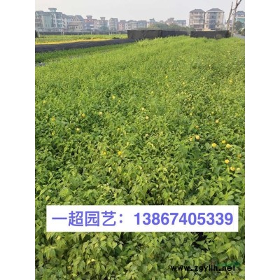 浙江薜荔 山蛇莓 華東蹄蓋蕨 圓蓋陰石蕨 水團花 水楊梅價格