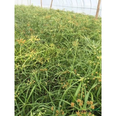 虎耳草 虎耳草基地 虎耳草小杯 虎耳草價格 精品虎耳草批發