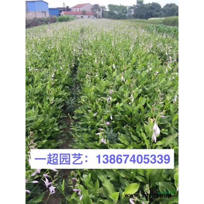 二月蘭 二月蘭基地 二月蘭價格 優質二月蘭批發