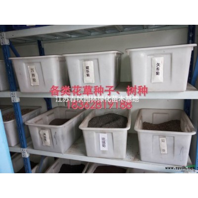 江蘇大量迎春床苗 ，各種規格工程用苗基地/價格/圖片產地