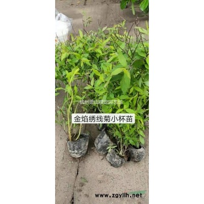 大葉黃楊球p1,2m---p2m冠精品