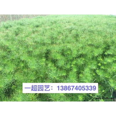 毛鵑，毛娟小苗，毛鵑小杯苗，毛鵑大杯苗，毛鵑小毛球