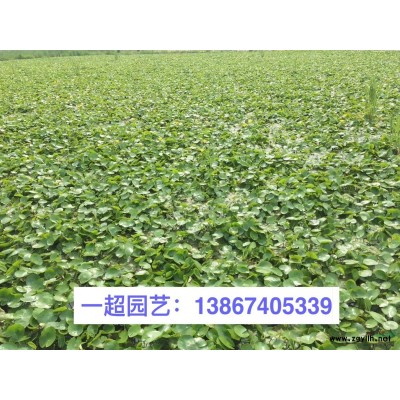亮綠忍冬 匍枝亮綠忍冬 亮綠忍冬價格