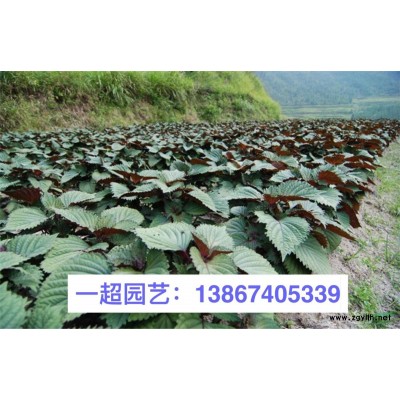 紫花地丁 紫花地丁小杯苗 紫花地丁價格 紫花地丁盆栽苗