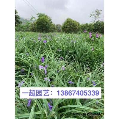 細葉莎草 細葉莎草價格 浙江紙莎草浙江便宜