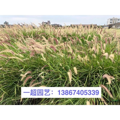 爬山虎 三葉爬山虎 五葉爬山虎 爬山虎苗圃直銷