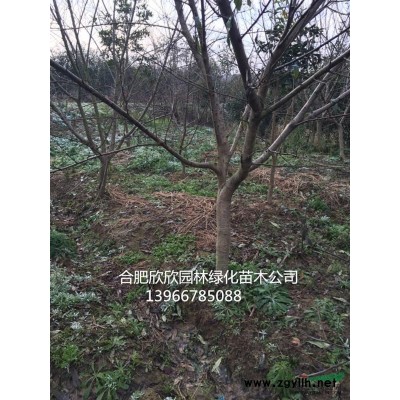 安徽肥西供應(yīng)山桃樹、肥西山桃價(jià)格、肥西山桃*新報(bào)價(jià)