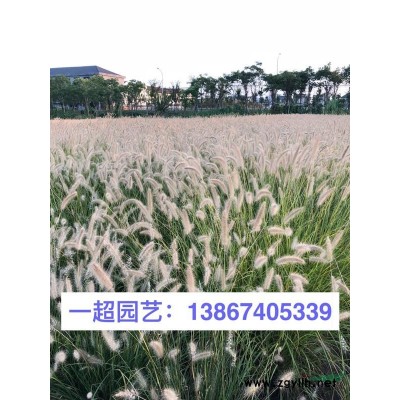 五色梅 五色梅盆栽 五色梅杯苗 園林綠化花卉品種*