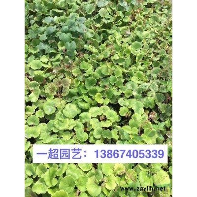 白三葉 白三葉基地 白三葉價格