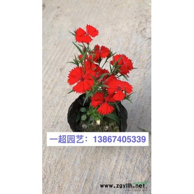 紅繼木 紅花繼木 紅花檵木苗 紅花繼木小苗 紅花繼木小毛球