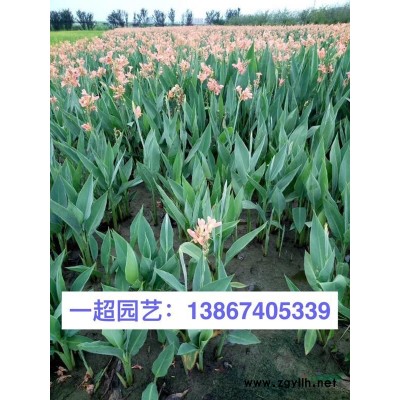 一葉蘭 一葉蘭苗圃 一葉蘭基地價格
