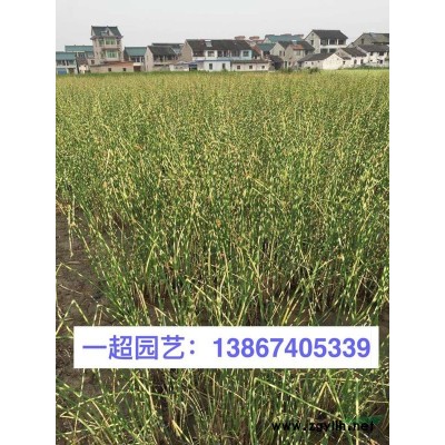 早竹 早園竹