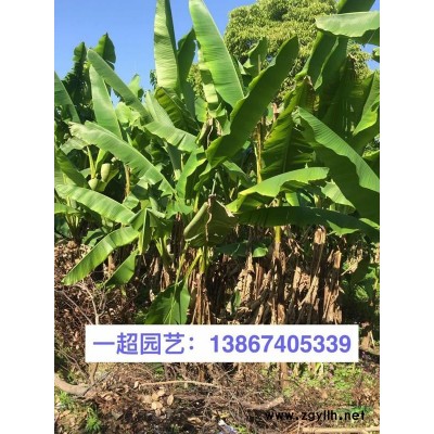 睡蓮 優質睡蓮批發 睡蓮地栽苗/盆栽苗基地直銷