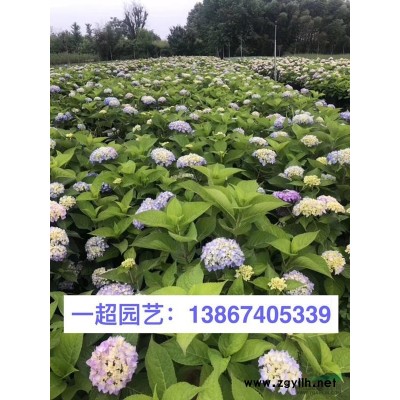 浙江水蔥基地 青葉水蔥 精品水蔥批發 水生植物批發