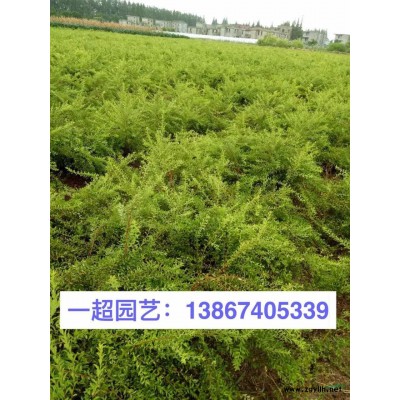 吉祥草 品質優良/精品吉祥草基地長期供應