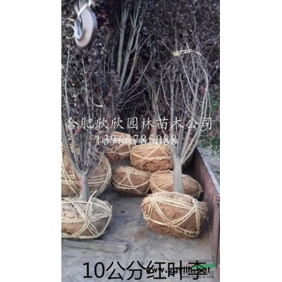 安徽肥西無患子供應(yīng)商、合肥無患子價(jià)格、肥西無患子價(jià)格