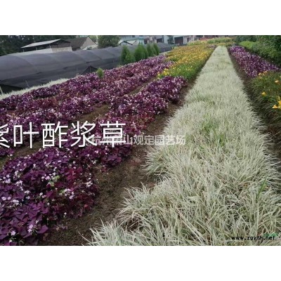 無刺構(gòu)骨球p1,5m---p2m冠精品