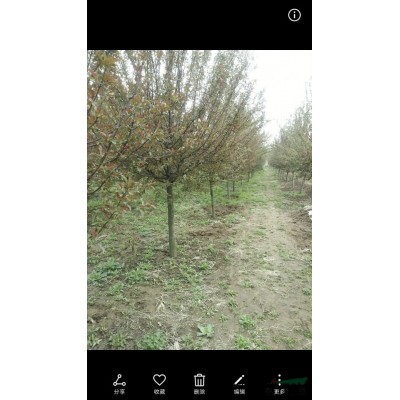 30一300公分蜀檜基地/蜀檜價格/蜀檜圖片/產地/行情