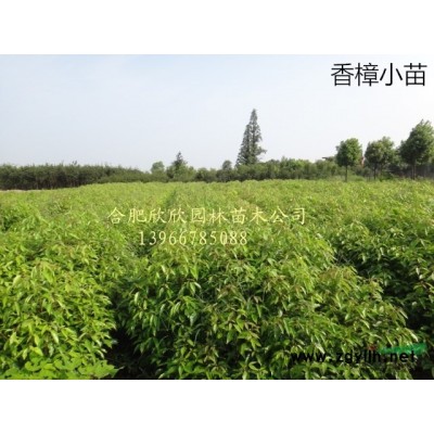 安徽肥西大量供應(yīng)當(dāng)年毛桃苗高度100-150公分200萬株