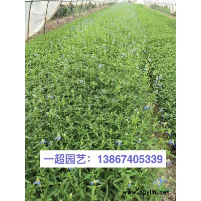無盡夏 無盡夏盆栽 小杯苗 大杯苗 加侖杯 無盡夏價格