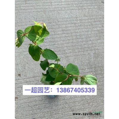 白芨 優質小白芨 白芨小苗基地 白芨基地批發