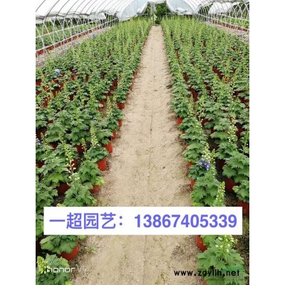 麥冬草，書帶草，沿階草，細葉麥冬，小葉麥冬草