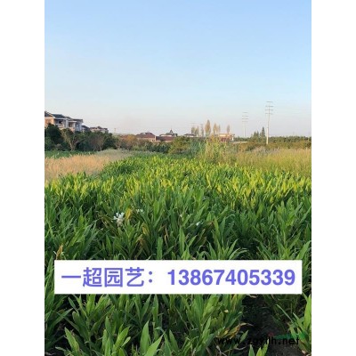 浙江金銀花 優質金銀花 金銀花基地 金銀花批發