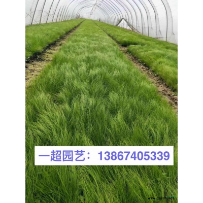 黃菖蒲 優質黃菖蒲批發 黃菖蒲價格
