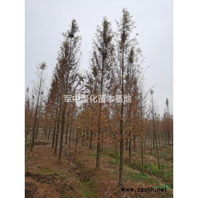 供應各類花草種子，樹種基地/圖片/價格/產地