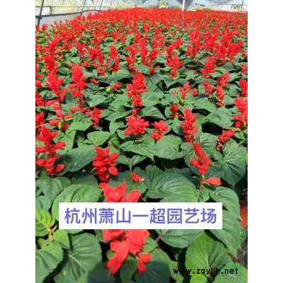 傘房決明 傘房決明價格